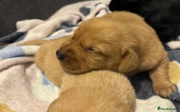 Labrador Retriever dogs for sale: KC Reg labrador puppies - Image 7