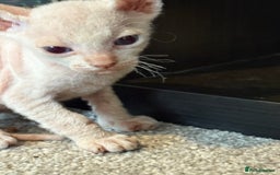 Sphynx cats for sale: Sphynx Kittens ready to go now! - Image 10