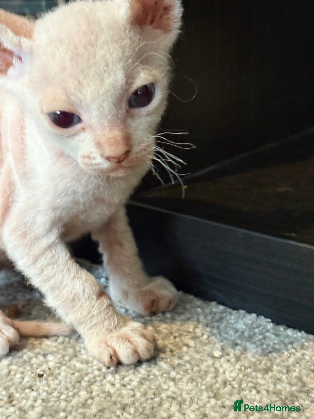 Sphynx cats for sale: Sphynx Kittens ready to go now! - Image 10