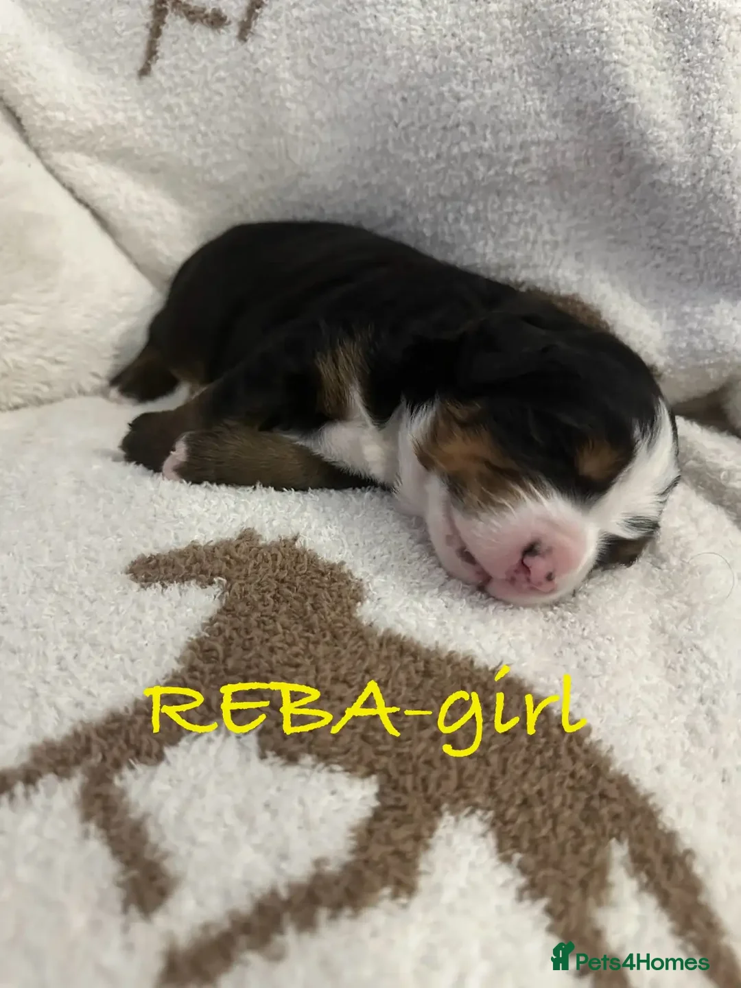 Bernese Mountain Dog dogs for sale: Bernese Mountain Dog Puppies - Image 3