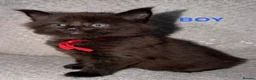 Maine Coon cats for sale: 🐾BEAUTIFUL MAINECOON KITTENS😻 3 BOYS & 2 GIRLS🐾 - Advert 20