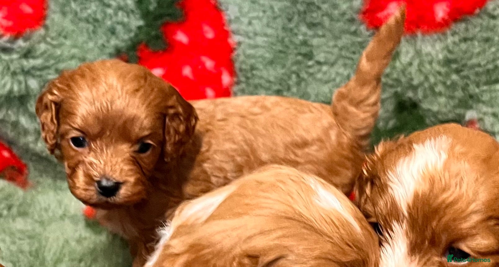 Cavapoo dogs Beautiful f1b cavapoo babies  - Advert 2