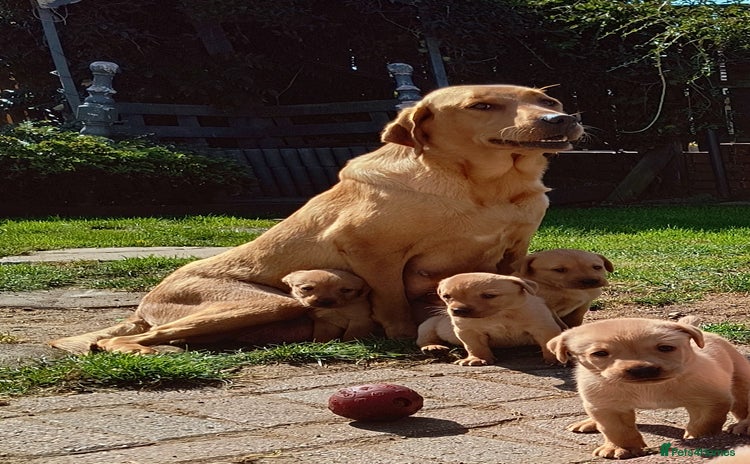 Labrador Retriever dogs - Advert 13