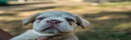 French Bulldog dogs for sale: HOME BRED FLUFFY FRENCHY•ISABELLA.KC&DNA CERT - Advert 23