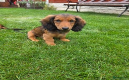 Dachshund dogs for sale: Red long-haired standard dachshund puppies - Image 20