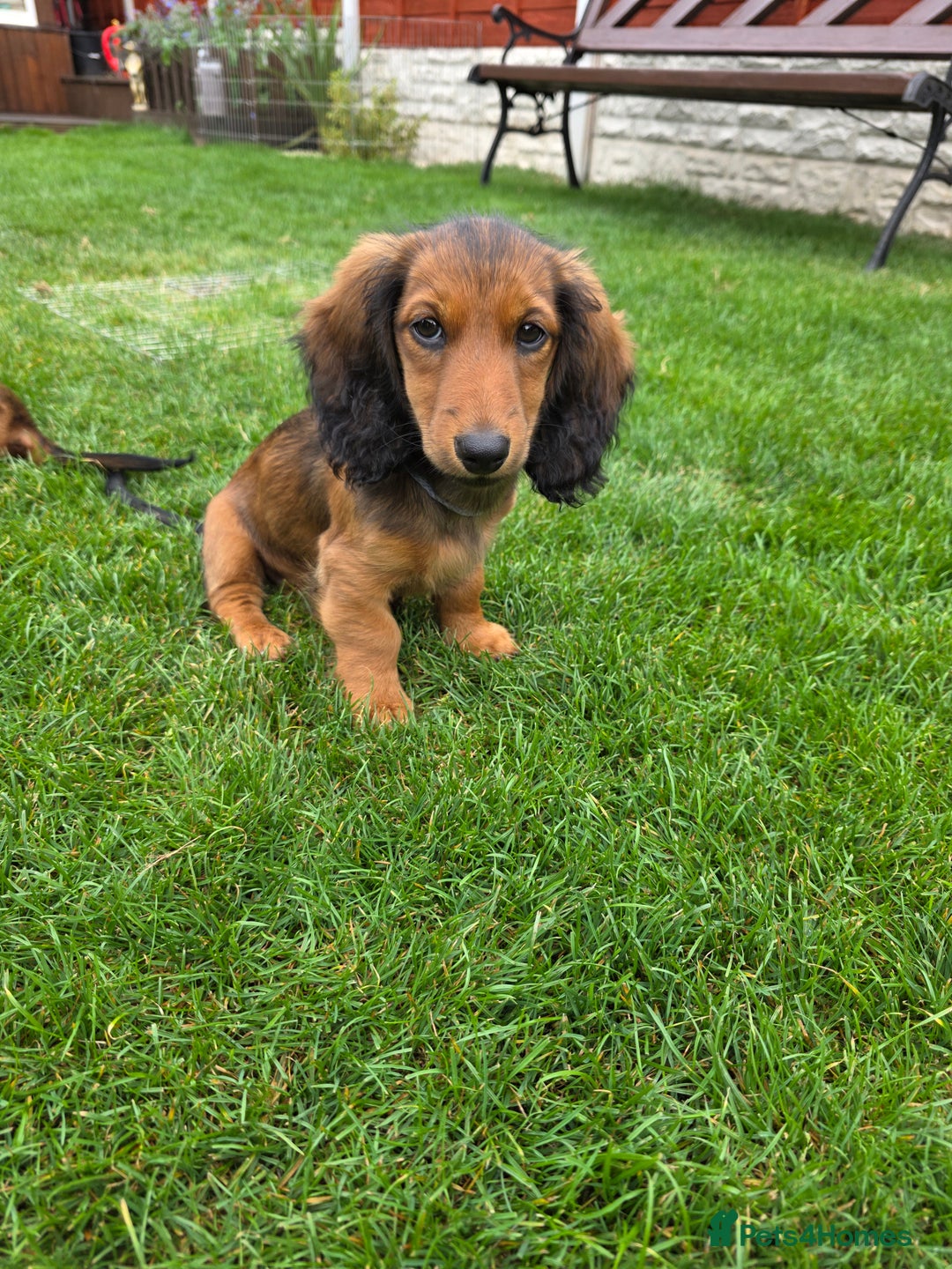 Dachshund dogs for sale: Red long-haired standard dachshund puppies - Image 20