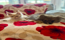 Maine Coon cats for sale: TICA Active Registered Maine Coon Boy available  - Image 5