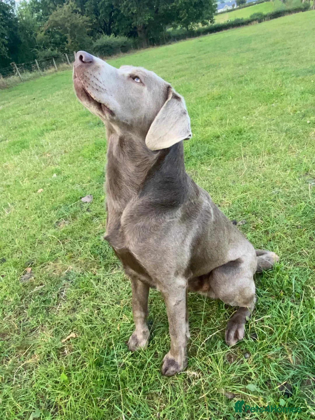 Labrador Retriever dogs for stud: Perfect Well Proven Health Tested Silver Stud in Appleby-in-Westmorland - Advert 12