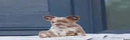 French Bulldog dogs for sale: 💎Quality Fluffy Frenchie💎 - Advert 7