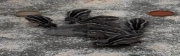 Emus poultry for sale: Emu Chicks in Tonbridge - Advert 4
