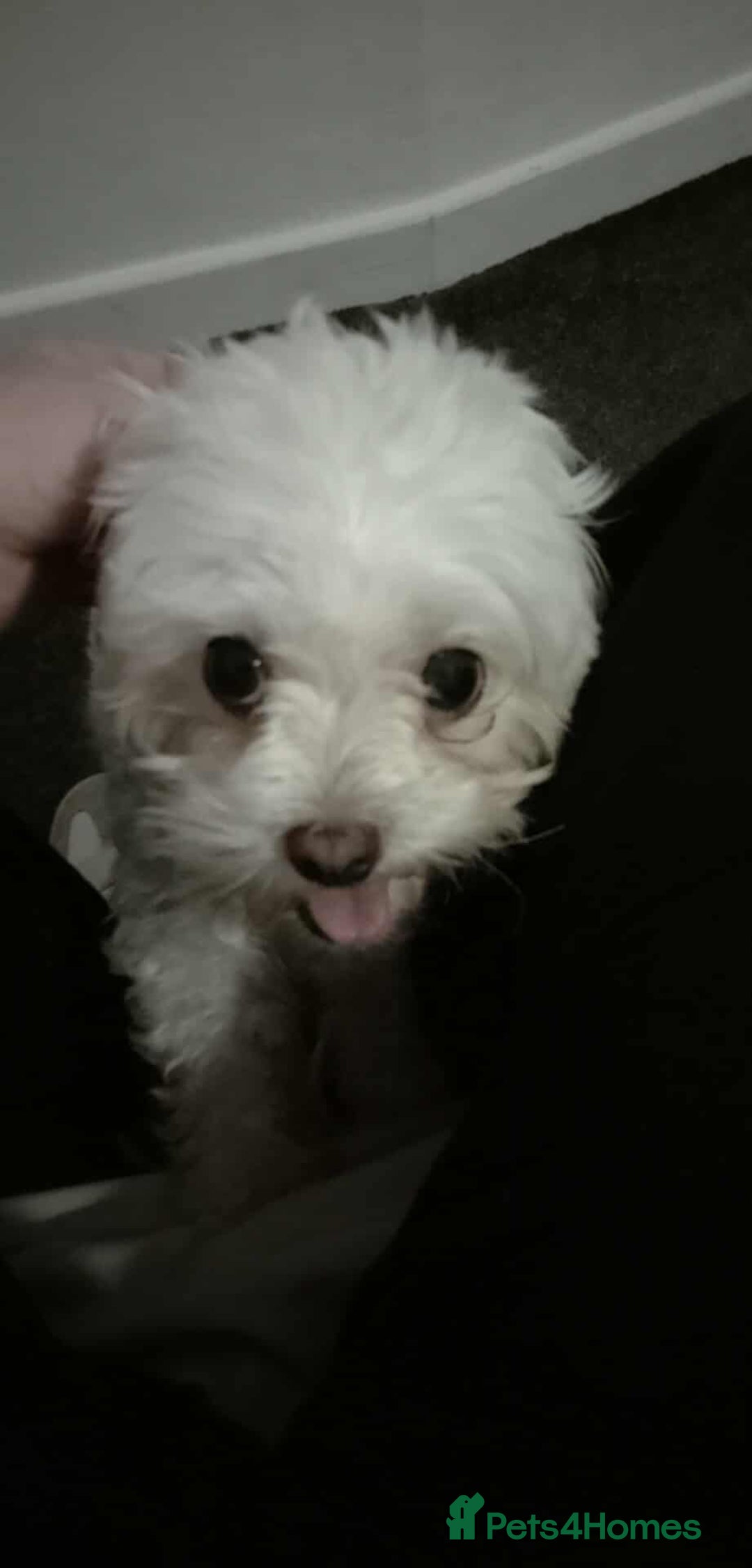 Bichon Frise dogs for sale: Lovely female bichon frise 2 years old - Advert 3