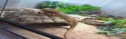 Bearded Dragon reptiles for sale: 1.5yr Male bearded dragon & full set up  in Ayr - Advert 2