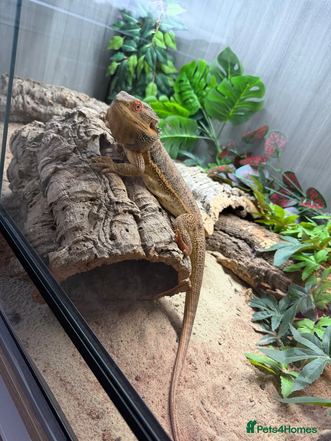 Bearded Dragon reptiles for sale: 1.5yr Male bearded dragon & full set up  in Ayr - Advert 2