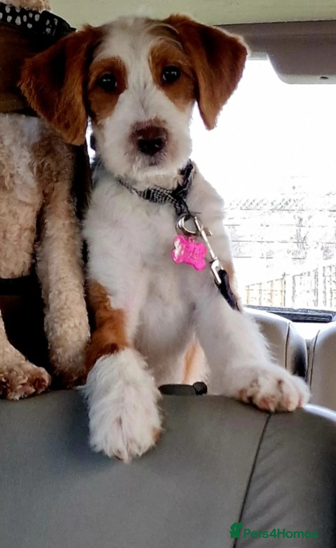 Mixed Breed dogs for sale: COCKERPOO MIX PUPPY Female  - Advert 5