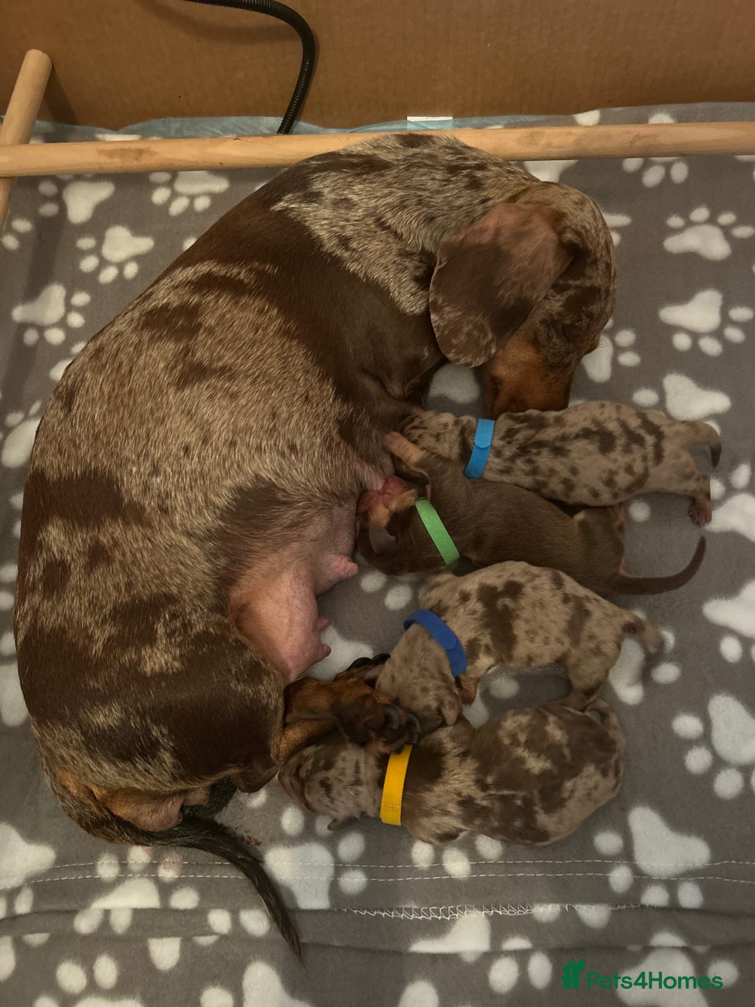 Miniature Dachshund dogs for sale: Chocolate dapple miniature dachshunds  - Advert 9