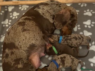 Miniature Dachshund dogs Still available due to a time waster - Advert 14