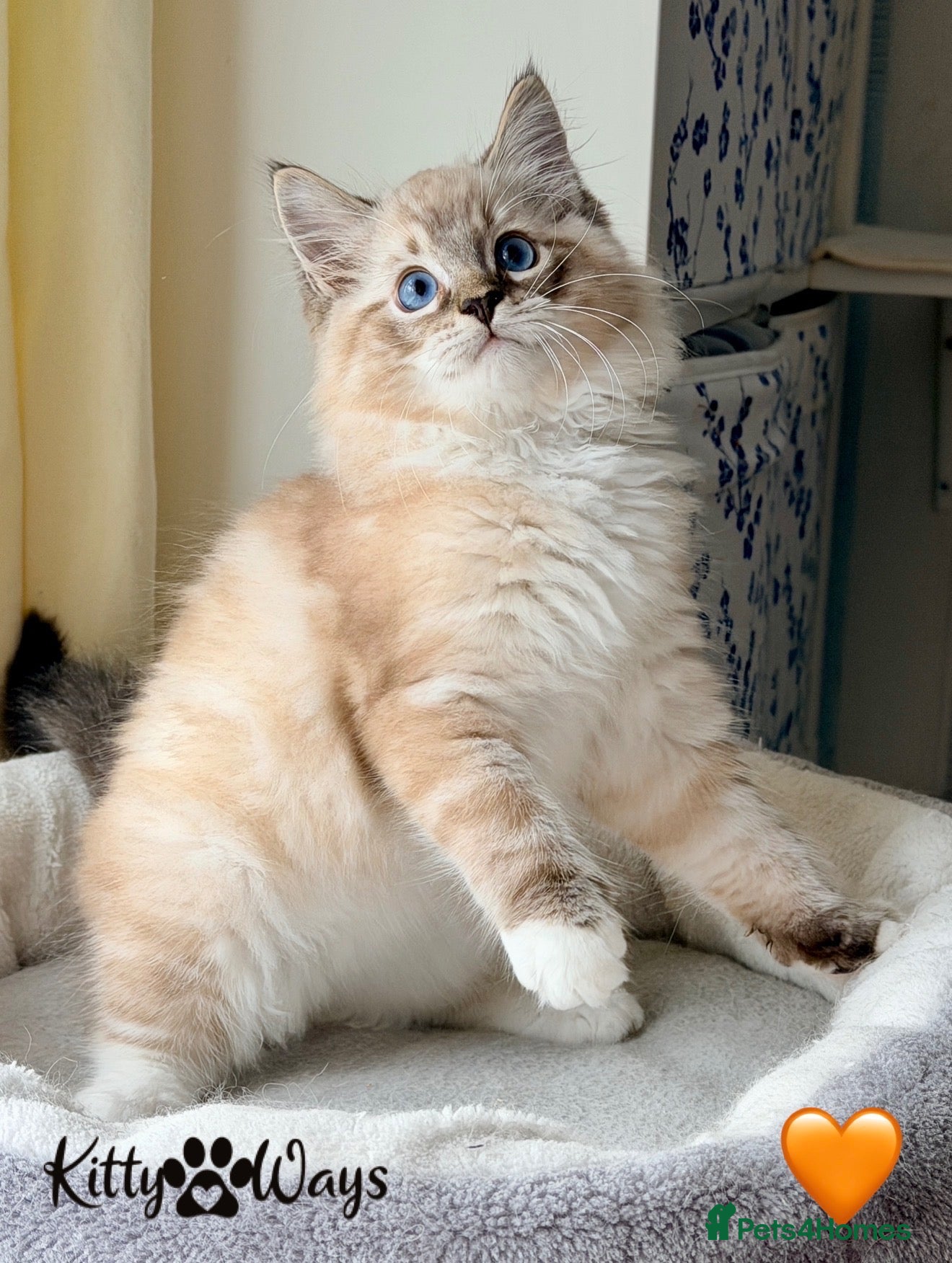 Ragdoll cats 🐾🩷*TICA REG* LYNX TABBY EU RAGDOLL KITTENS🩵🐾 - Advert 1