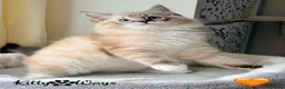 Ragdoll cats for sale: 🐾🩵*TICA REG* LYNX TABBY EU RAGDOLL KITTENS🩵🐾 - Advert 1
