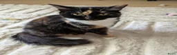Mixed Breed cats for sale: 2 female 2 male cats  - Advert 6