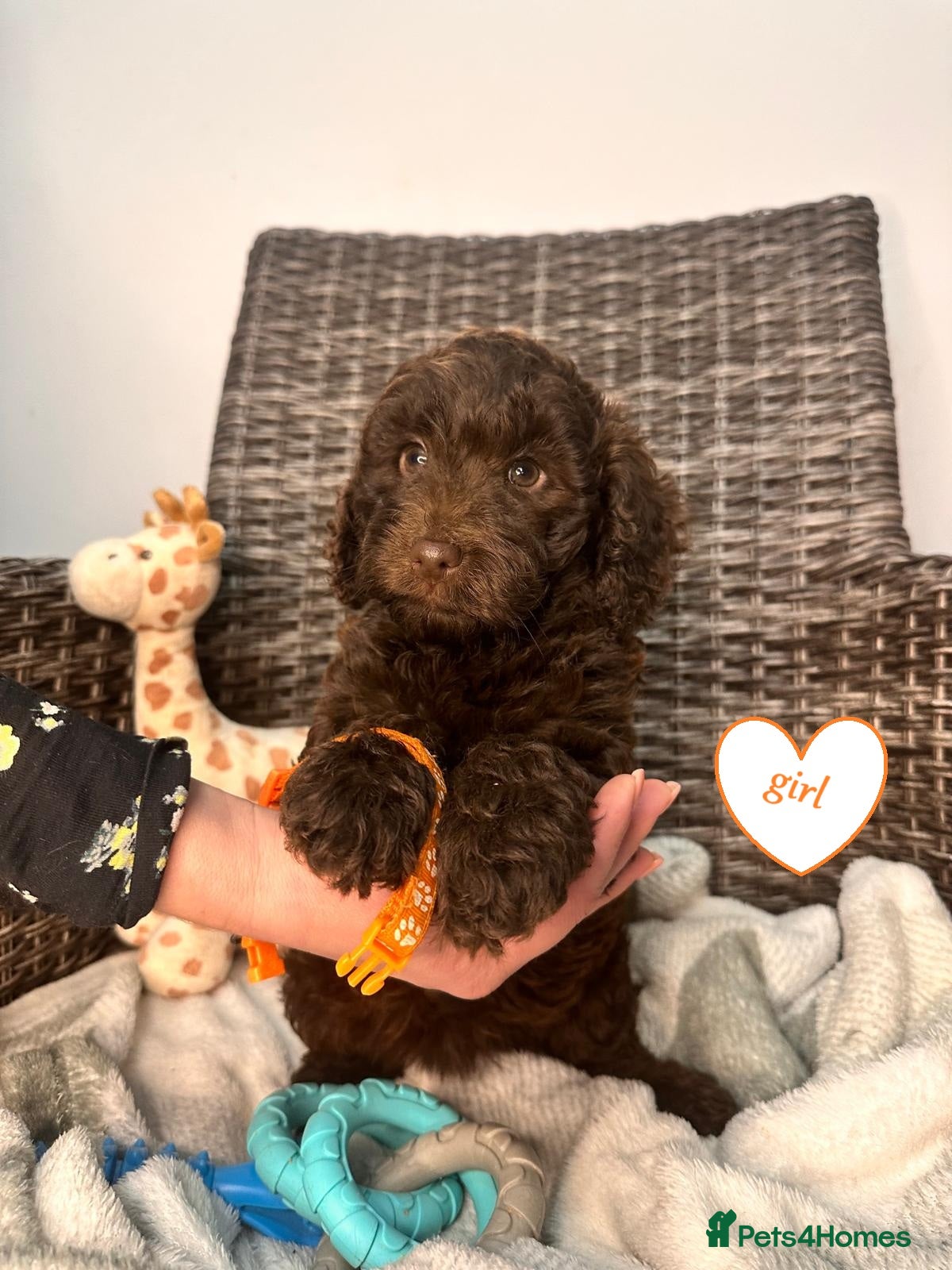 Cockapoo dogs Cockapoo F1b  Puppies ready to leave  - Advert 2