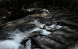 Mixed Breed cats for sale: Beautiful kittens ready for new loving homes  - Advert 5