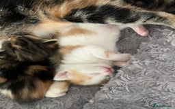Mixed Breed cats for sale: 3 mixed breed kittens available - Image 13