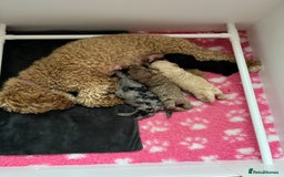 Cockapoo dogs for sale: Stunning health tested F1b cockerpoo puppies - Advert 21