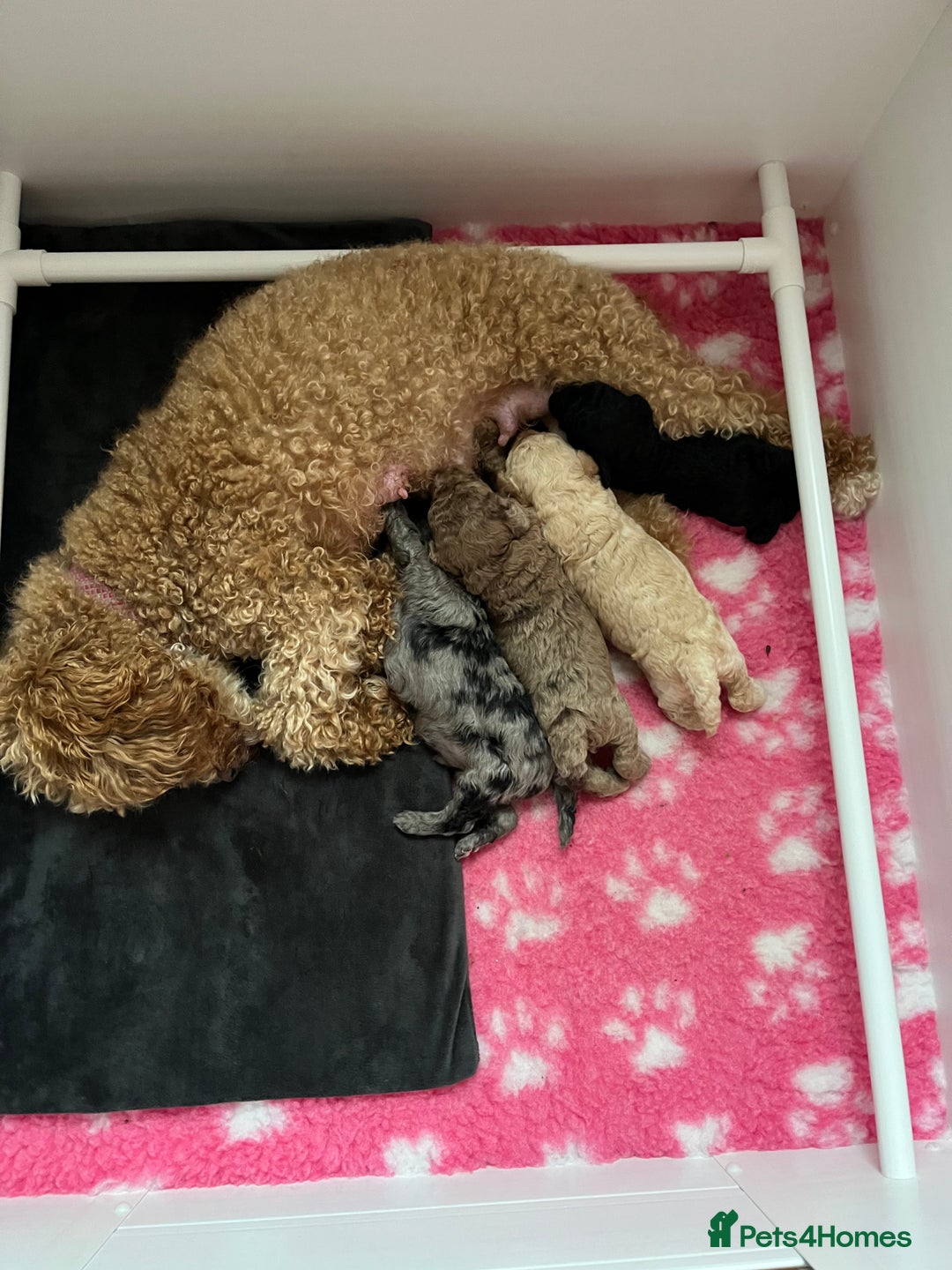 Cockapoo dogs for sale: Stunning health tested F1b cockerpoo puppies - Advert 21