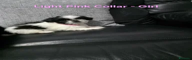 Light Pink Collar Girl