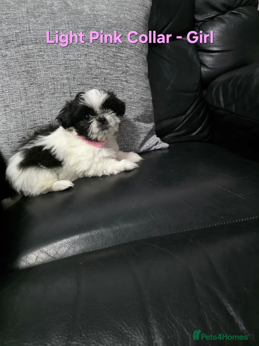 Shih Tzu dogs for sale: 7 Gorgeous Shih Tzu Puppies for Sale in Kidderminster - Advert 2