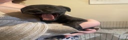 Lurcher dogs for sale: Greyhound/deerhound brindle lurchers - Advert 26