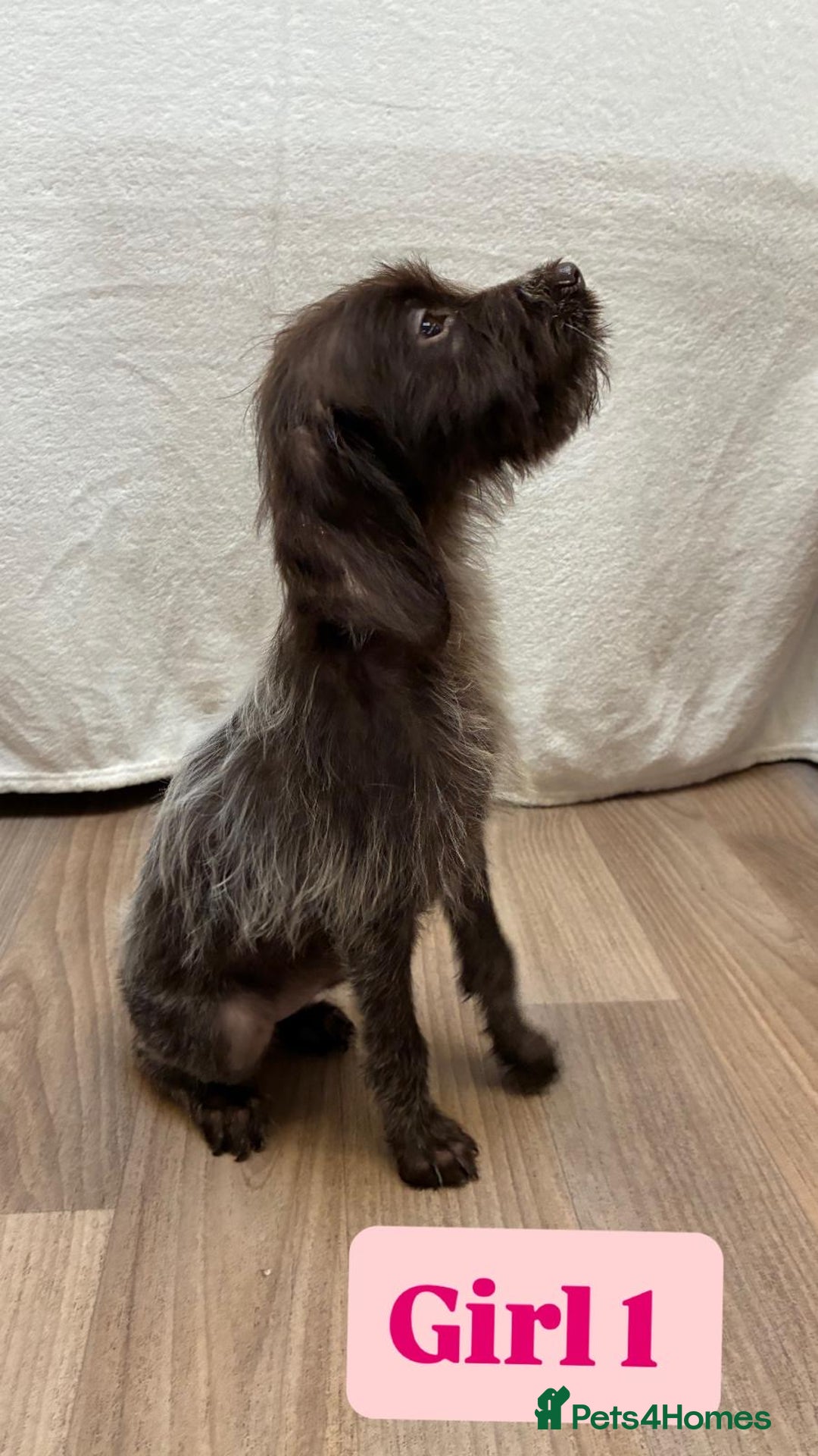 German Wirehaired Pointer dogs for sale: German wire hair pointers for sale - Advert 8
