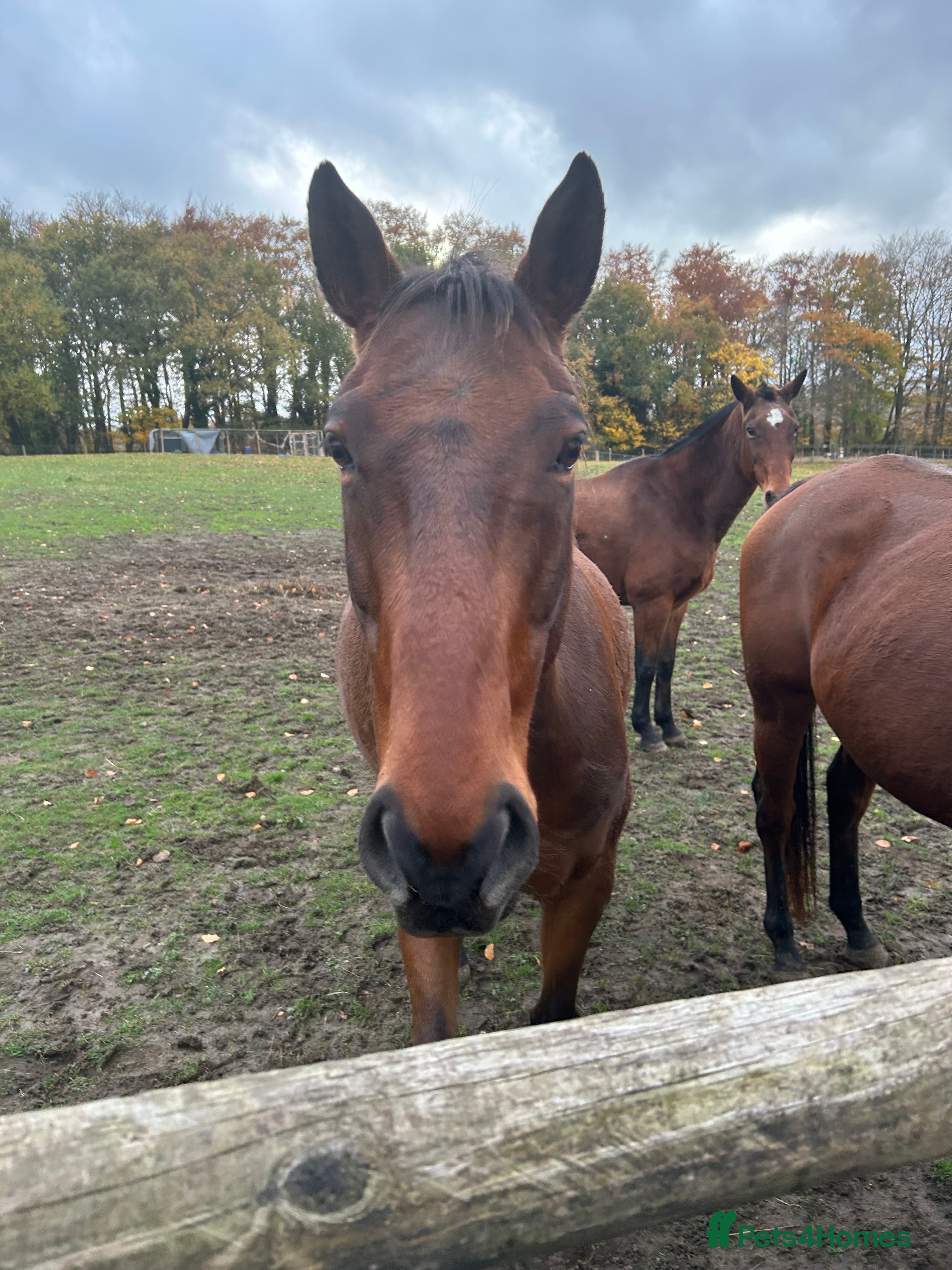 Trotter horses Companion horses looking for pet homes - Advert 1