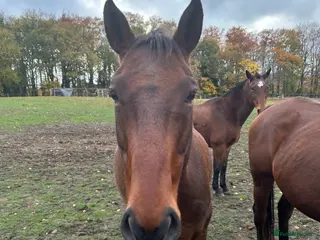 Trotter horses Companion horses looking for pet homes - Advert 5