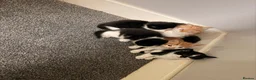 Mixed Breed cats for sale: 4 kittens for sale  - Advert 8
