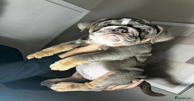 English Bulldog dogs - Advert 4