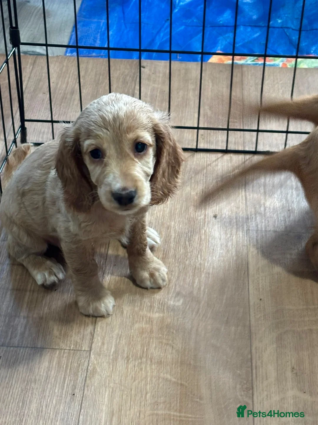 Cocker Spaniel dogs for sale: Beautiful Cocker Spaniel Puppies - Advert 28