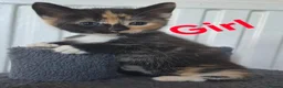 Mixed Breed cats for sale: Tabby Kittens and Tortoise Shell - Advert 10