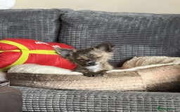 Chihuahua dogs for sale: Tigerbrindle Chihuahua for sale 17 weeks old  - Image 1