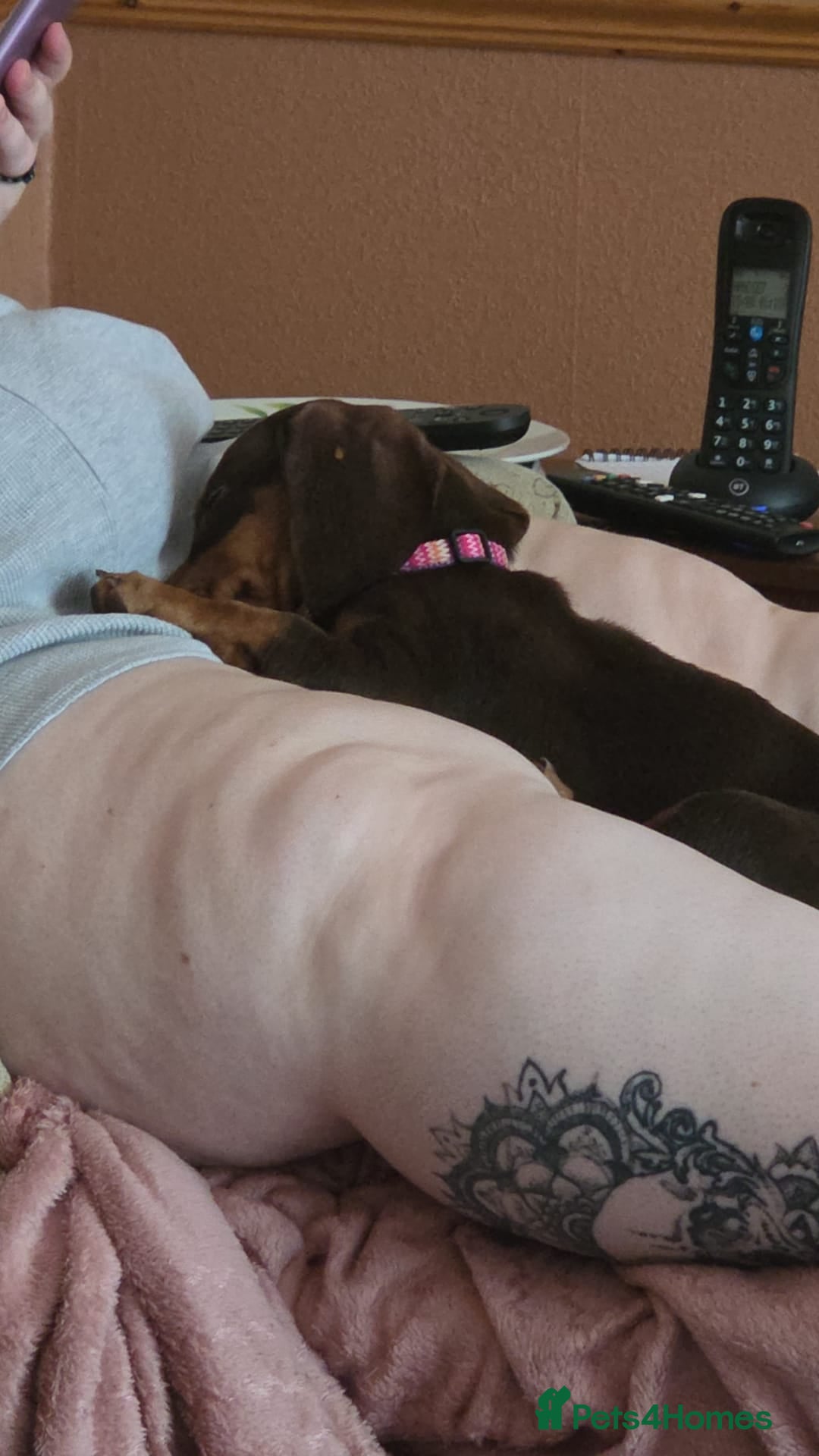 Dachshund dogs for sale:  11 week old Diva female Dachound - Image 8