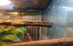 Gecko reptiles for sale: Madagascar giant day gecko juveniles - Advert 4