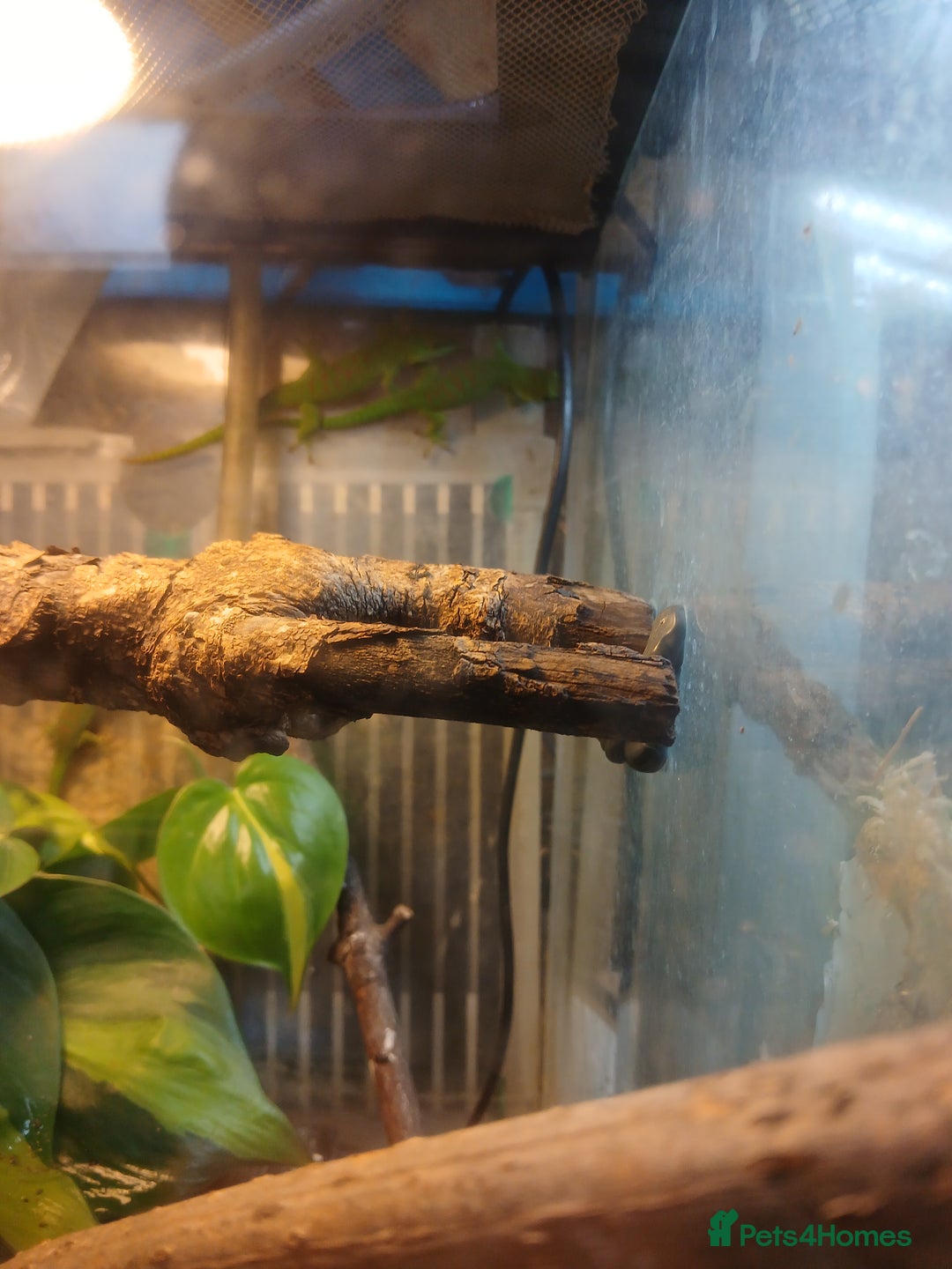 Gecko reptiles for sale: Madagascar giant day gecko juveniles - Advert 4