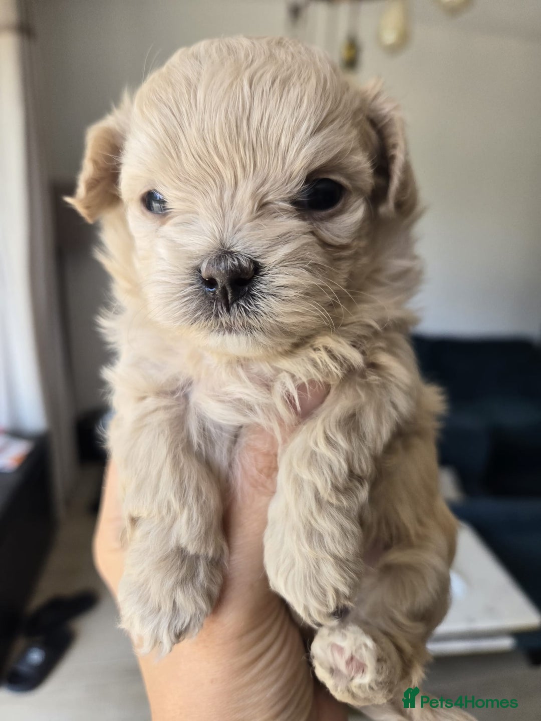 Maltipoo dogs for sale: 🐾 🐾3 Beautiful Maltipoo Girls Available! 🐾 - Image 19
