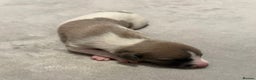 Whippet dogs for sale: KC Registered Whippet Puppies For Sale - Advert 5
