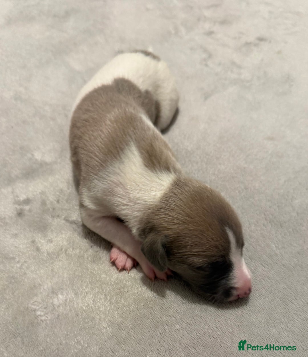 Whippet dogs for sale: KC Registered Whippet Puppies For Sale - Advert 5