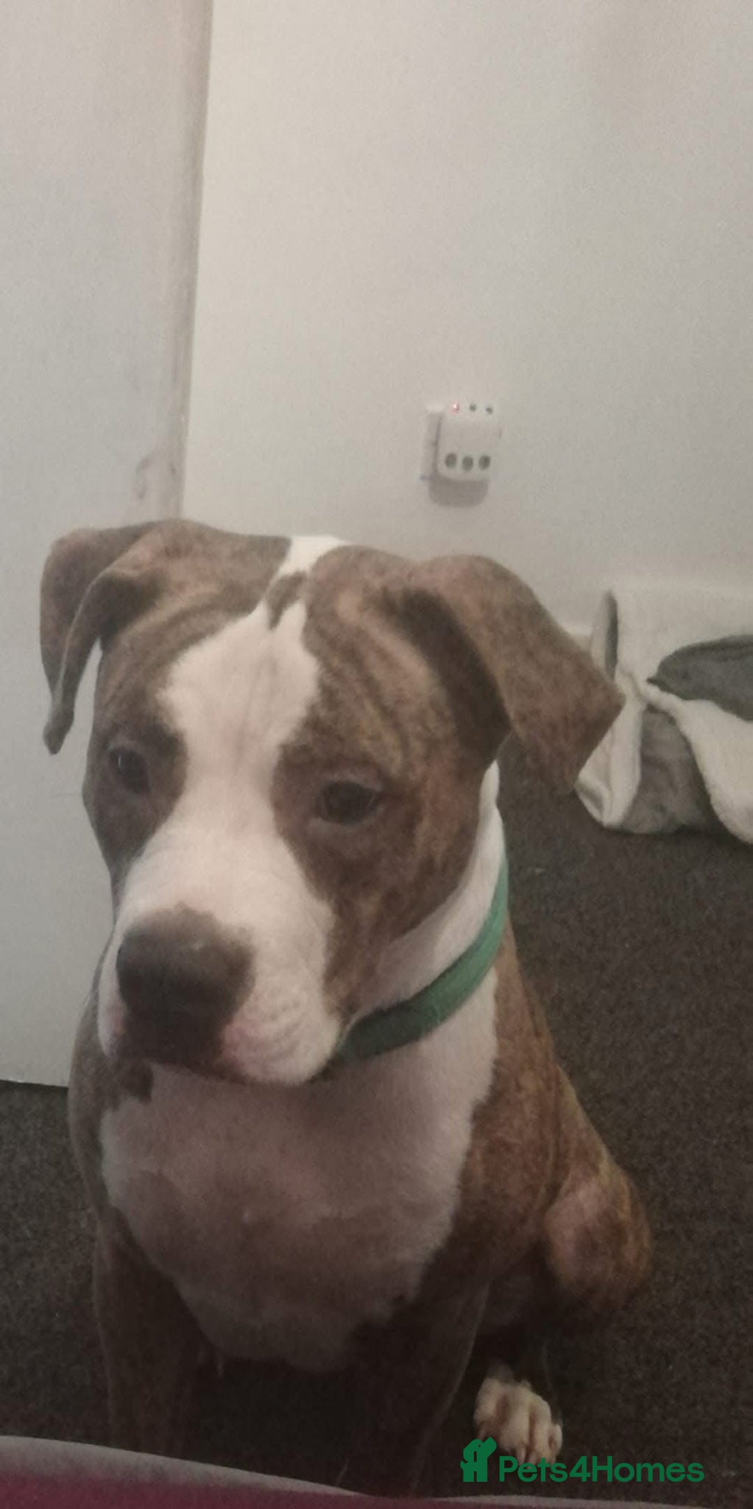 American Bulldog dogs for sale: American bulldog scott puppys - Image 3