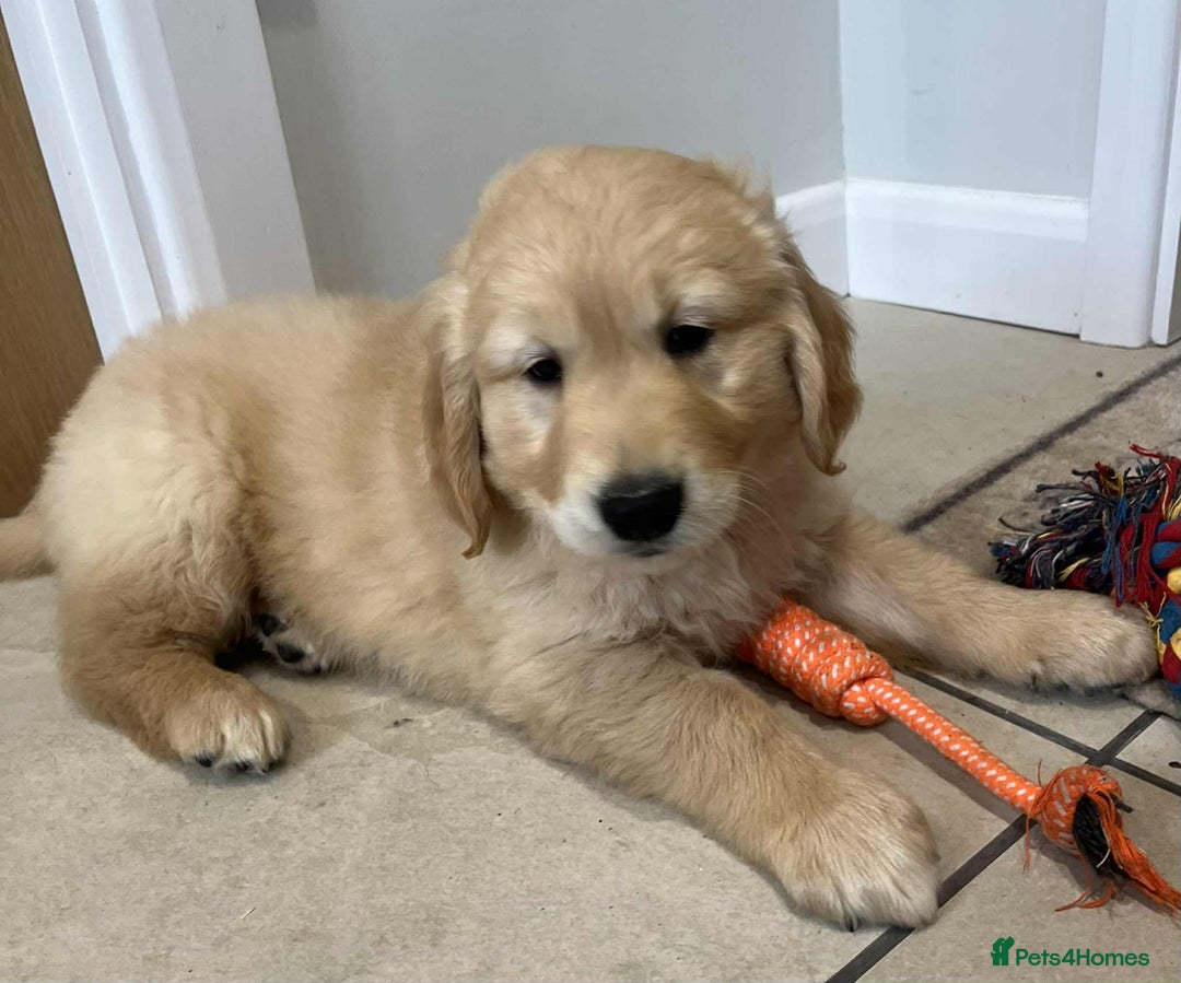 Golden Retriever dogs for sale: Beautiful Chunky KC Golden Retriever Puppies - Image 1