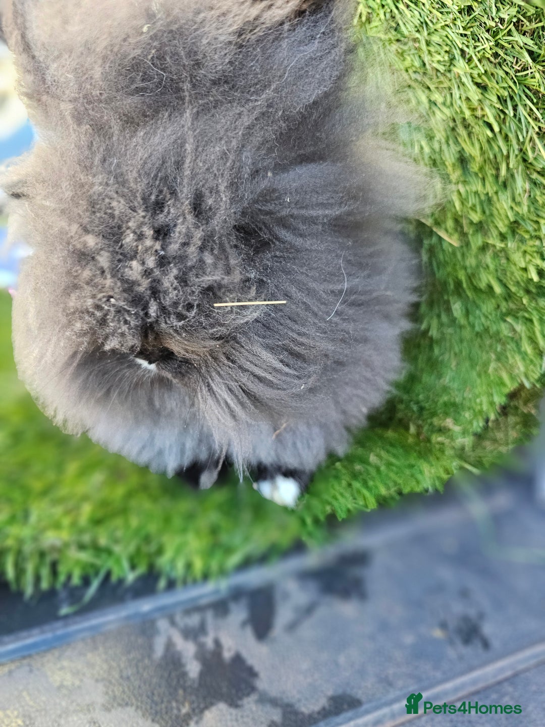 Lionhead rabbits for sale: Double mane lionheads different litters  - Advert 1