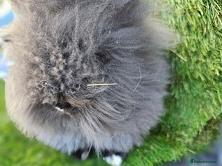 Lionhead rabbits Double mane lionheads different litters - Advert 6