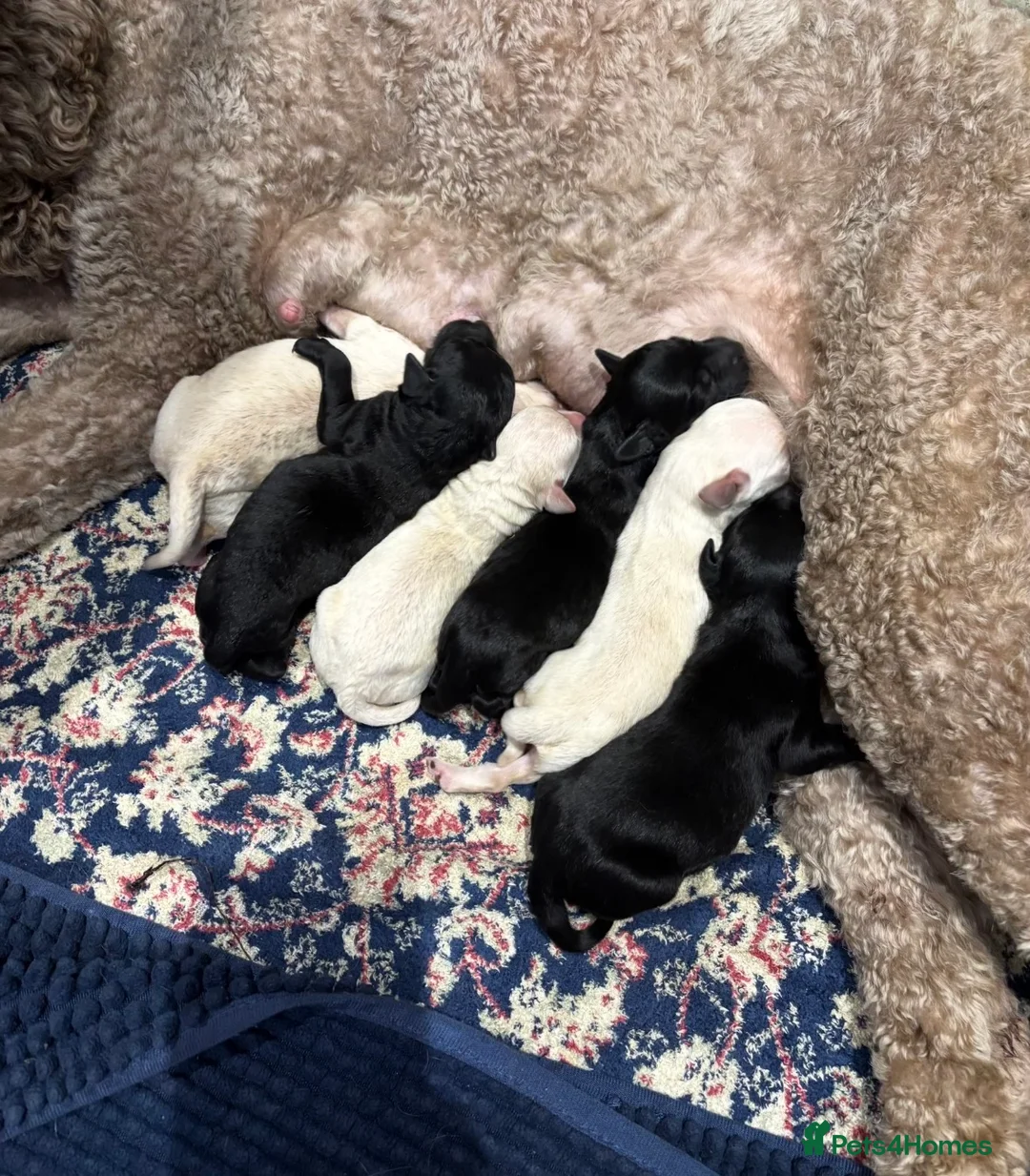 Labradoodle dogs for sale: Labradoodle puppies for sale - Advert 1